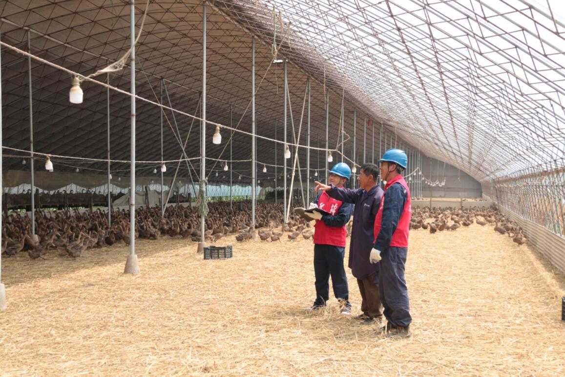 國網大石橋市供電公司“滿格電” 助力養(yǎng)鴨走上致富路